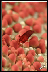 Partner Shrimp (3mm) on Pin Cushion Star Fish. Canon G10,... by Adriano Trapani 